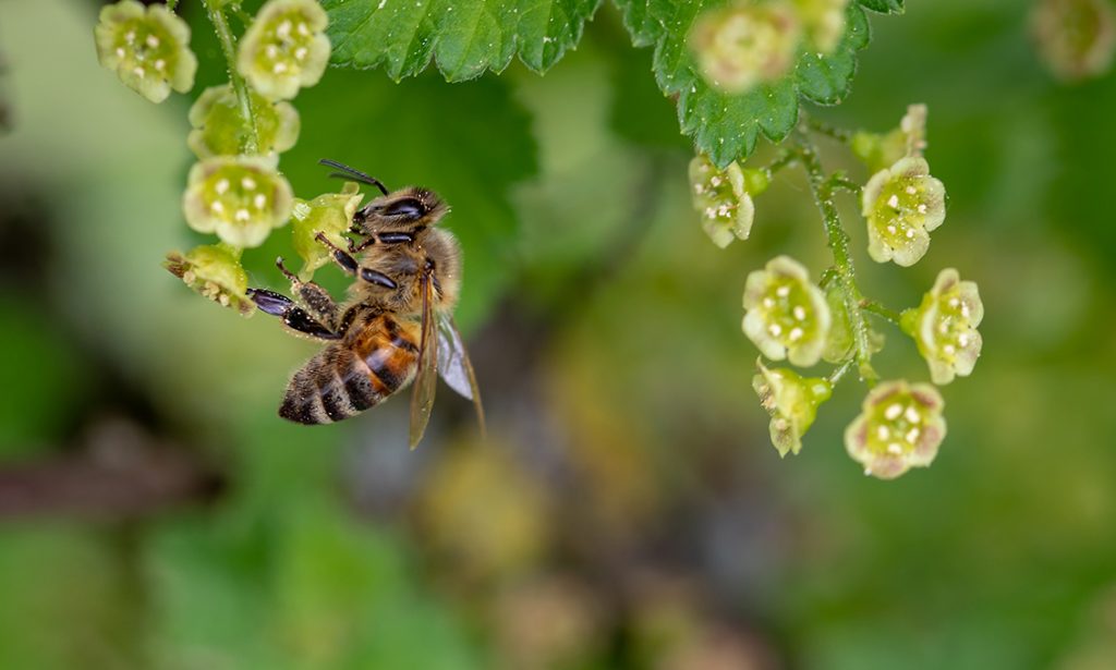 Rettet die Bienen: Unterzeichne die europäische Bürgerinitiative