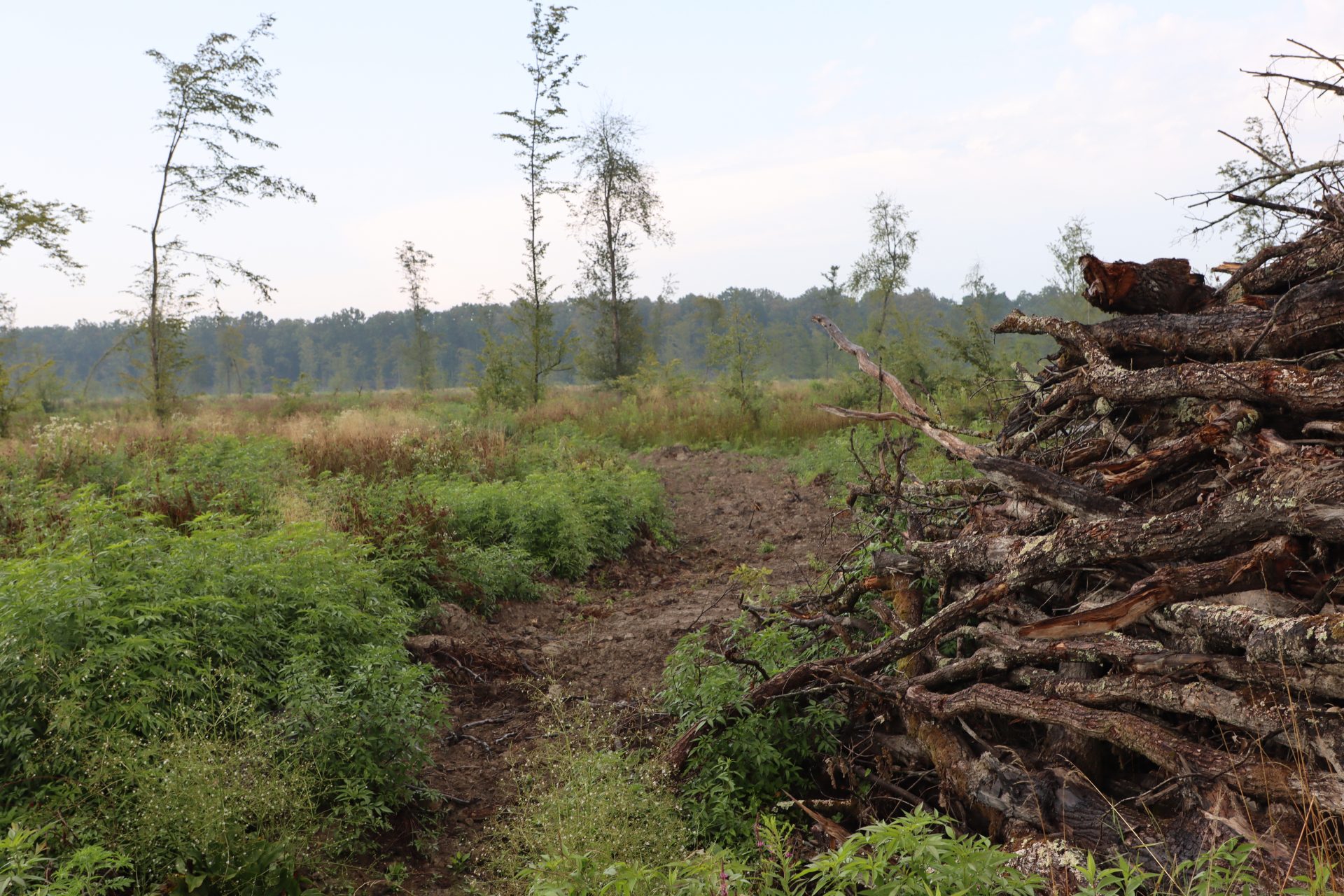 illegale Abholzungen im kroatischen Wald Varoški lug