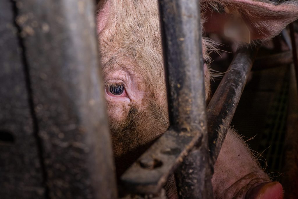 Revealed: Suffering on Pig-Farms