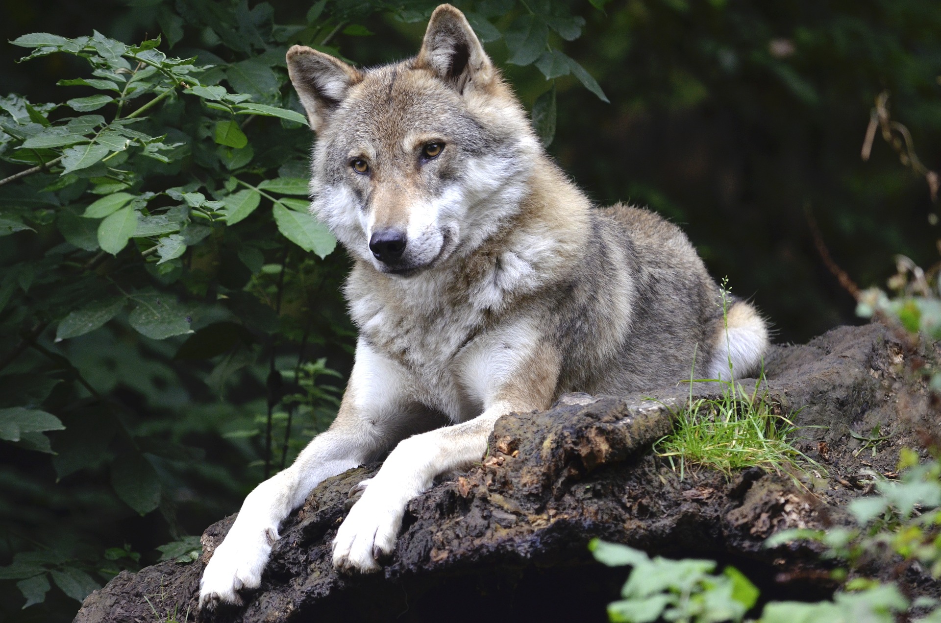Der Wolf ist im Zentrum in der Europäischen Debatte zur Änderung der Habitat-Richtlinie
